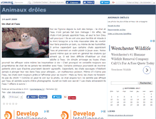Tablet Screenshot of animauxdroles.canalblog.com